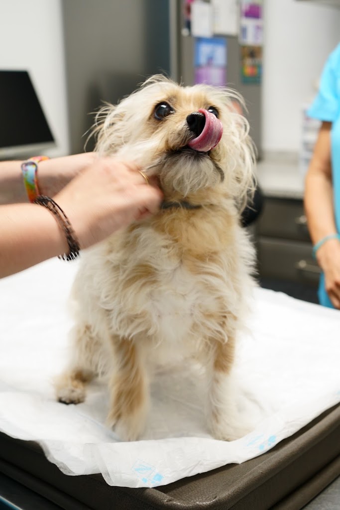 Clinica veterinaria PARLAVET — Perro