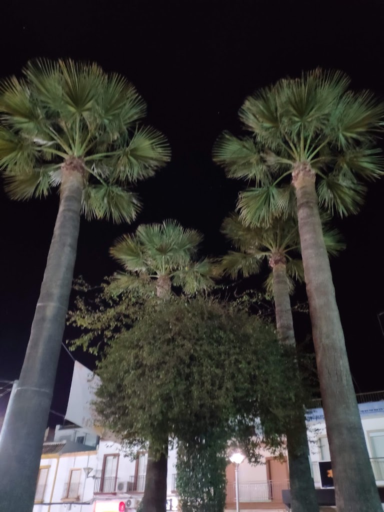 Palmeras de la Plaza de los Martires