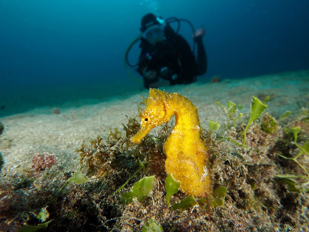 Euro-Divers Lanzarote