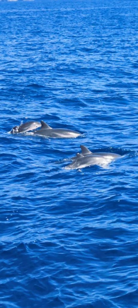 Dolphins, boat Trip, Keeper Uno Islas Canarias — Mas recientes