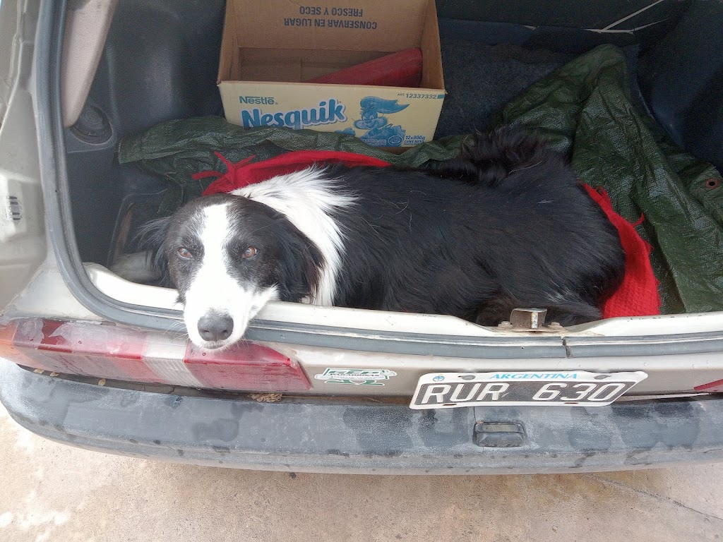 Perro
