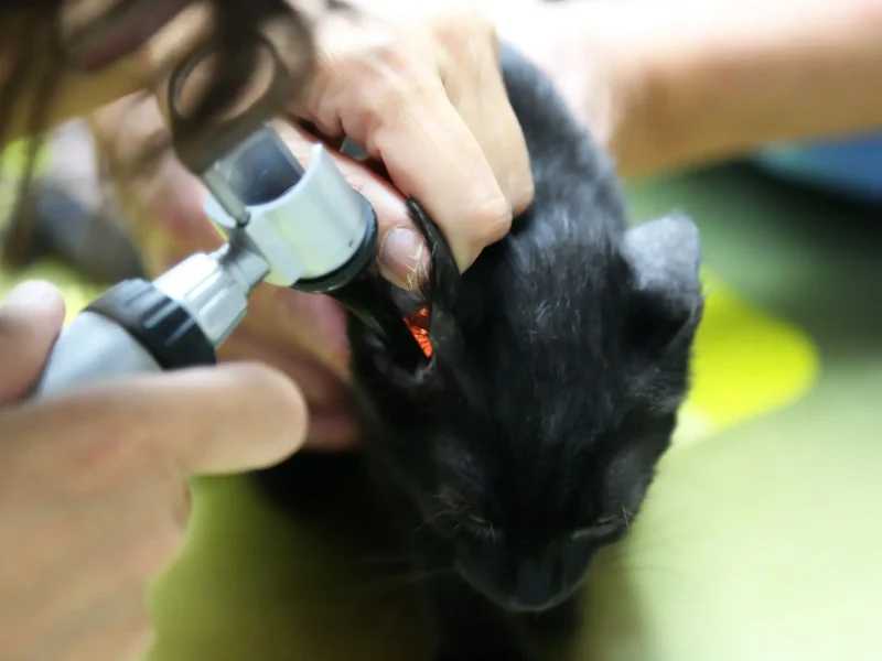 Clinica Veterinaria Son Ferrer C.B. — Del propietario