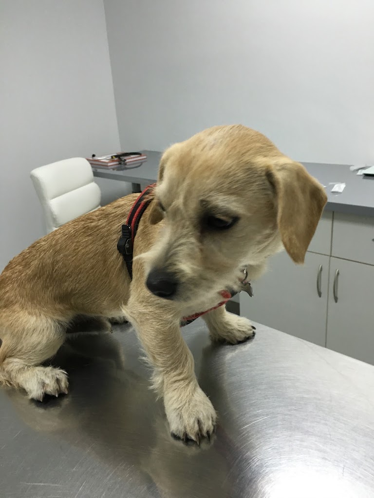 Sa Riera Centro Veterinario — Perro