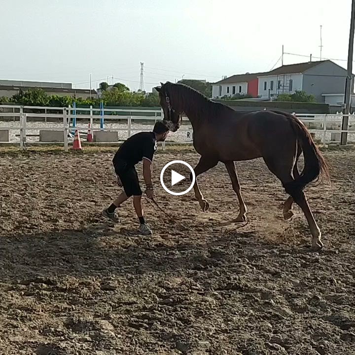 Centro ecuestre Aldi — Caballo
