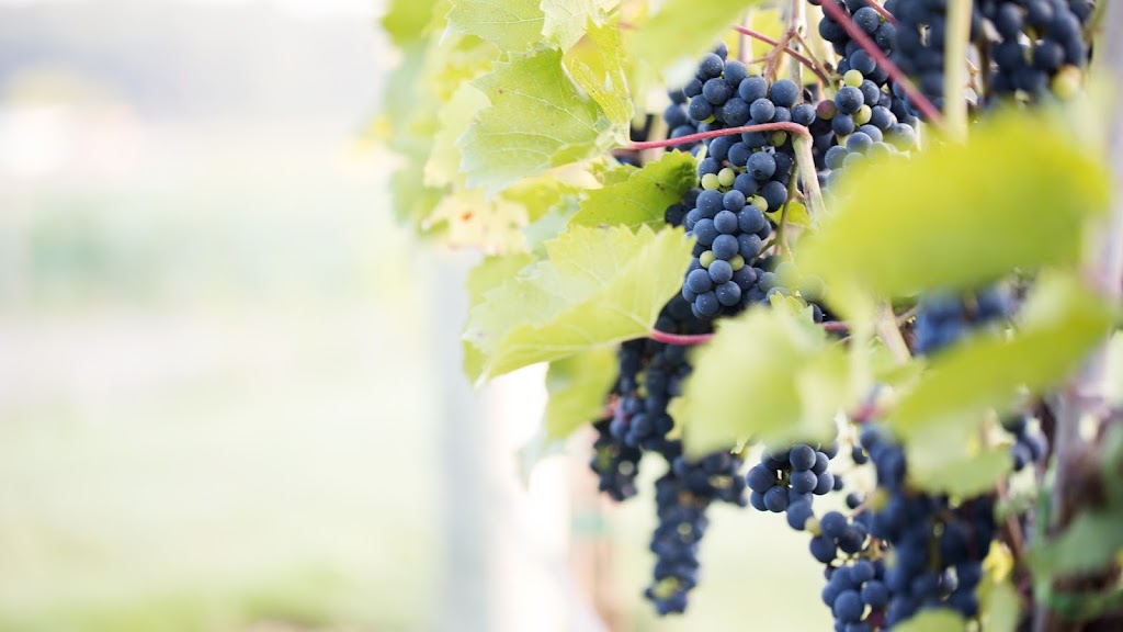 7 Vines Vineyard And Winery