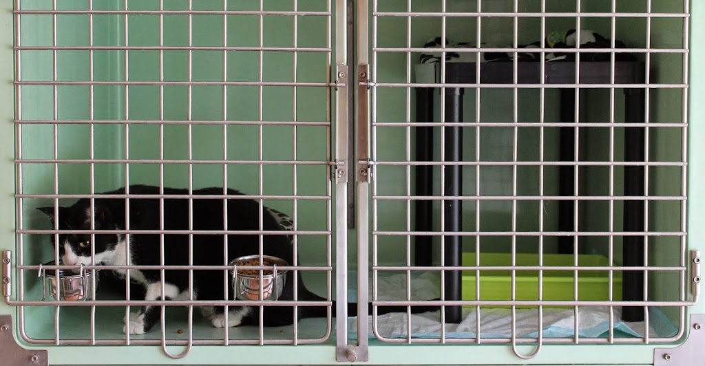 Neko Clinica Felina — Del propietario