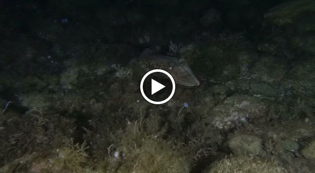 Ven y ven — Videos