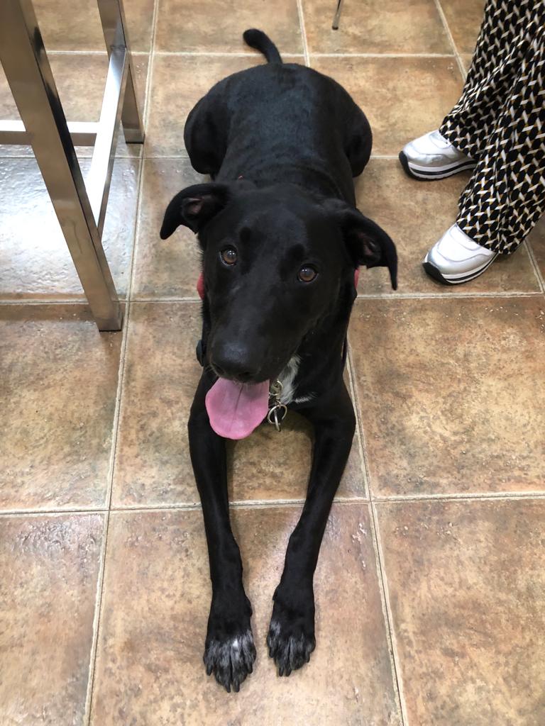 Eliavet Clinica Veterinaria — Perro