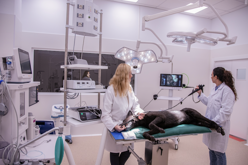 Hospital Veterinario Universitario UCAM — Del propietario