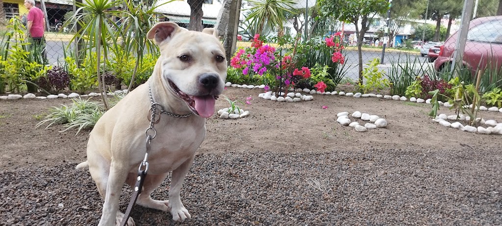 Perro