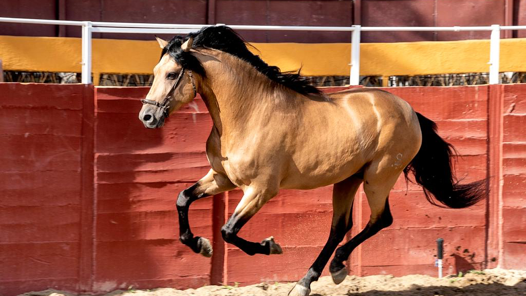 Spanish Night Cartujano Excursion