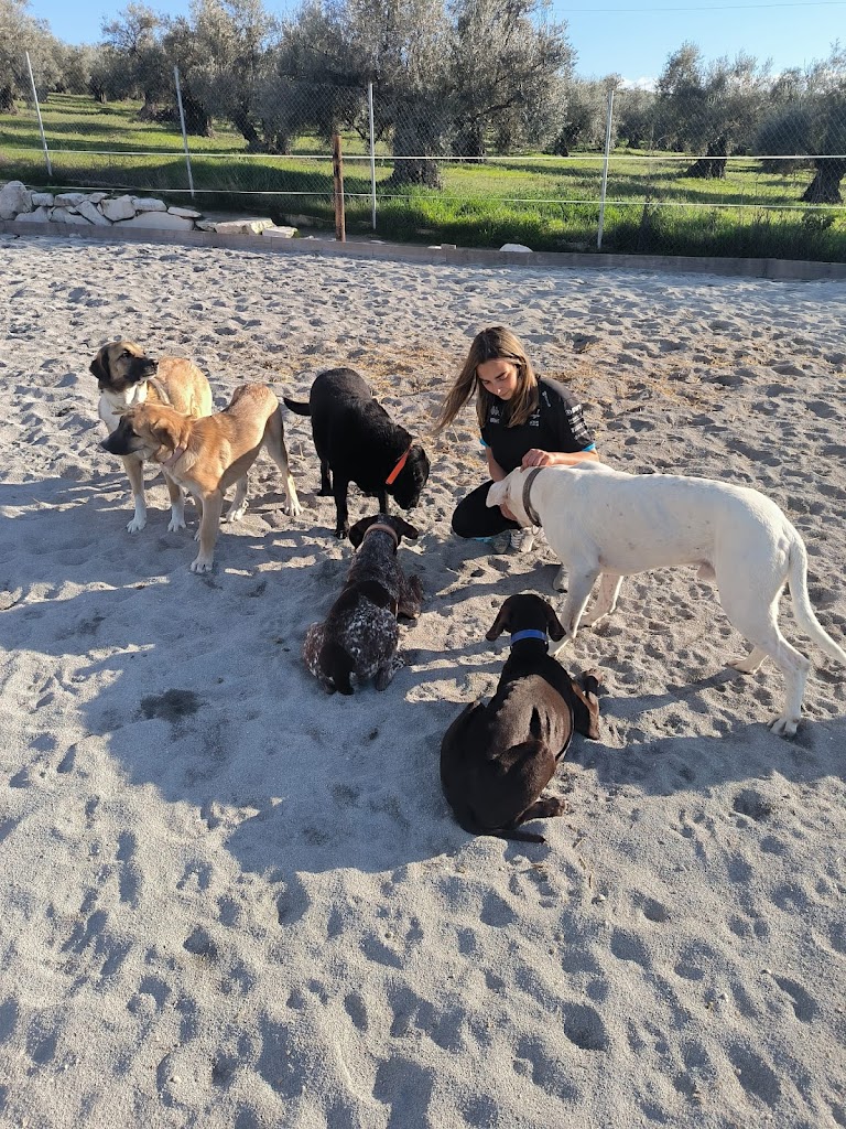 Adiestramiento de perros