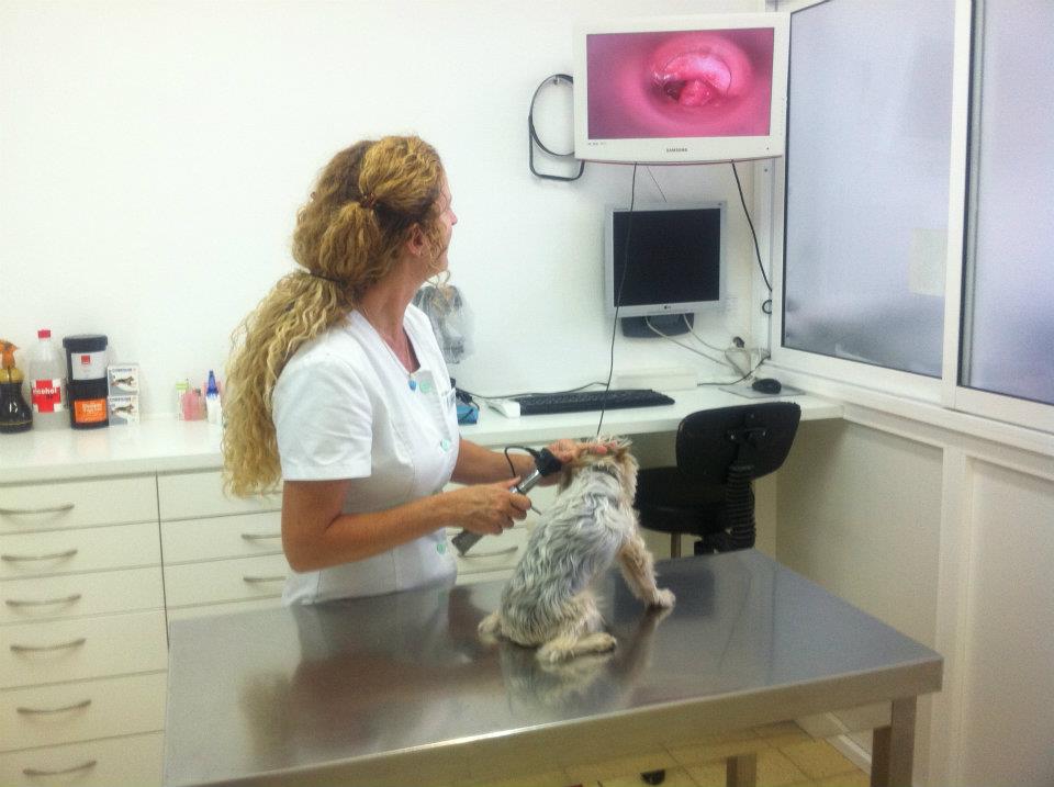 Telemascota Playa del Ingles — Del propietario