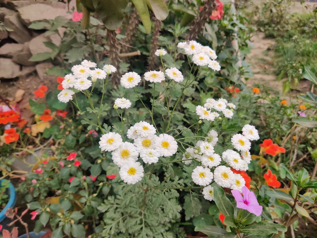 Moirangthem Lei S Special