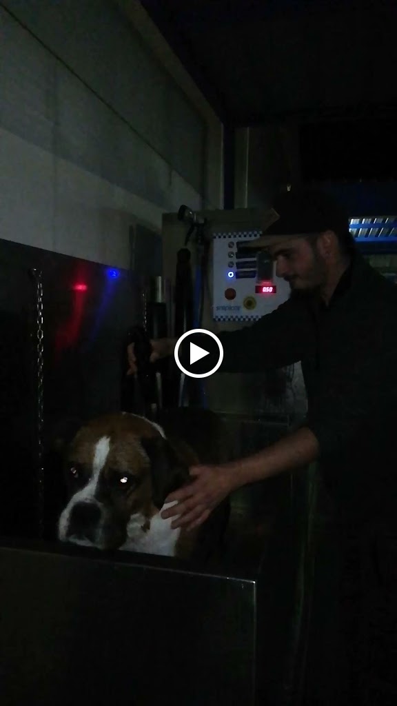 SalpiCar — Videos