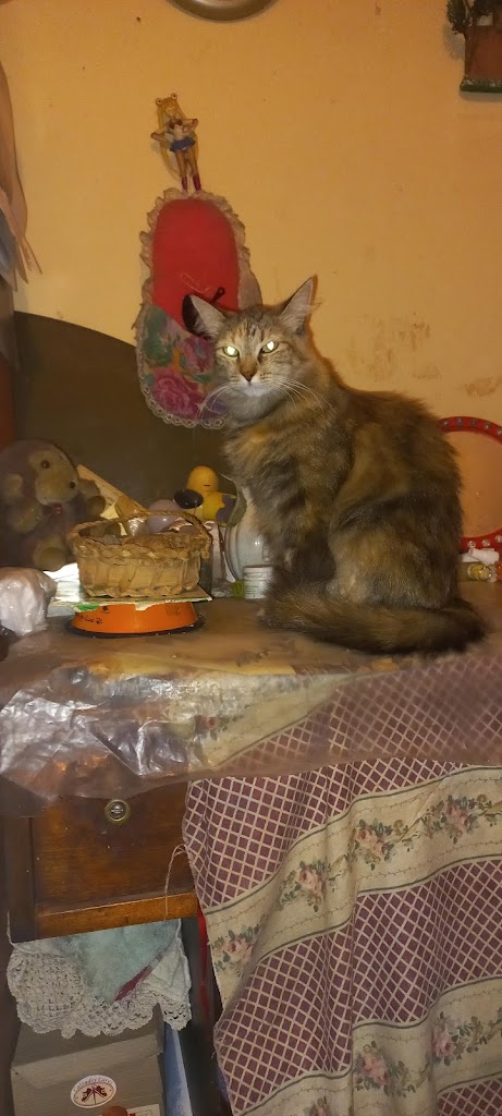 Veterinaria San Joaquín en San Joaquín