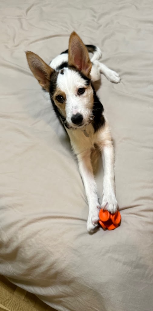 Centro Veterinario Abodi — Perro
