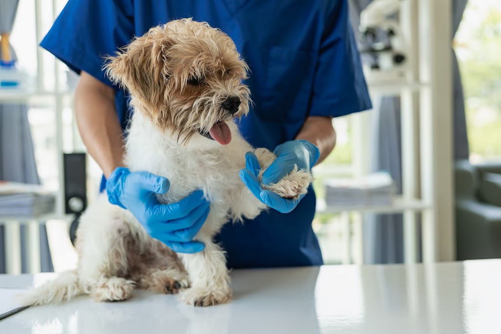Anade Centro Veterinario — Perro
