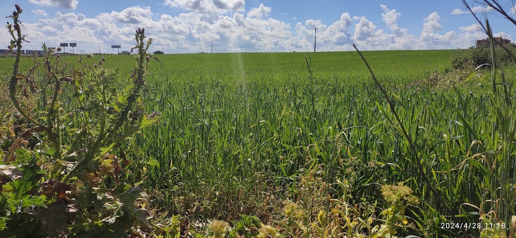 Campos de Leganes