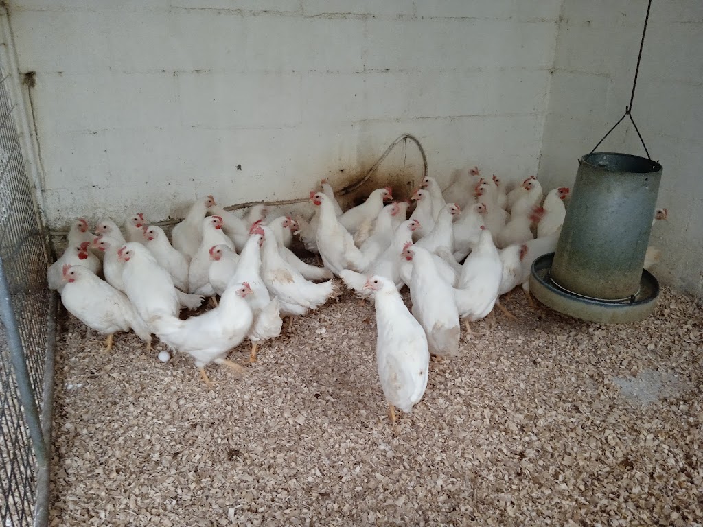 Farmaciadeanimales