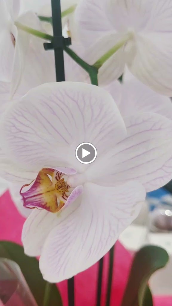 Bleu Clair Cosmetics — Videos