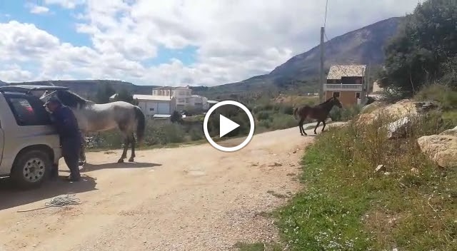 La Taberna Del Loco — Videos