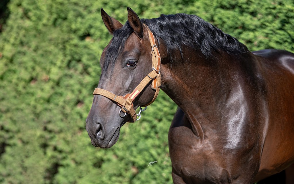 Hospital de Caballos AGRODIEGO SL