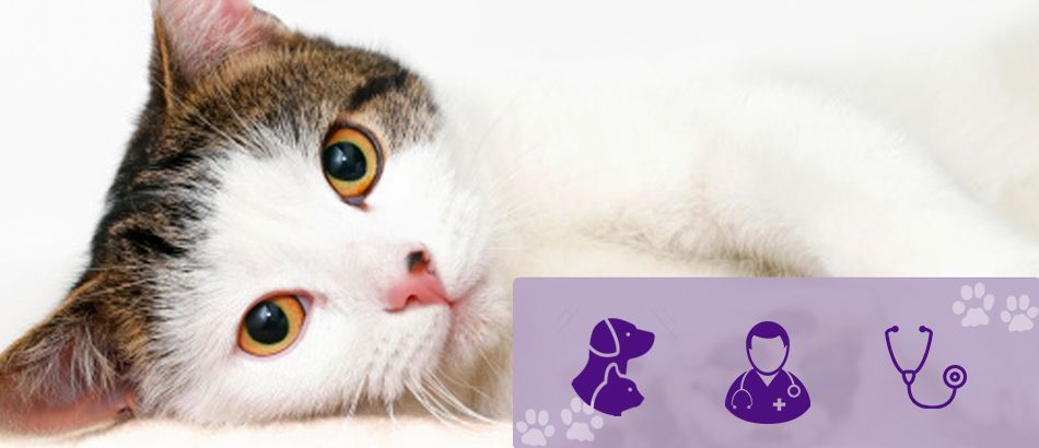 Anade Centro Veterinario