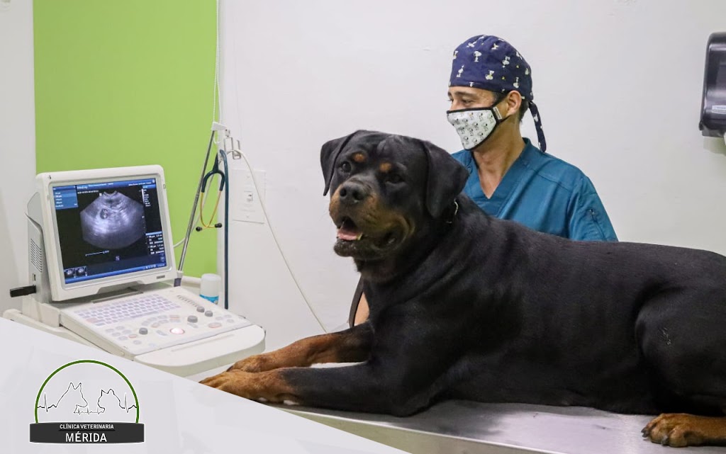 Clinica Veterinaria Merida — Del propietario