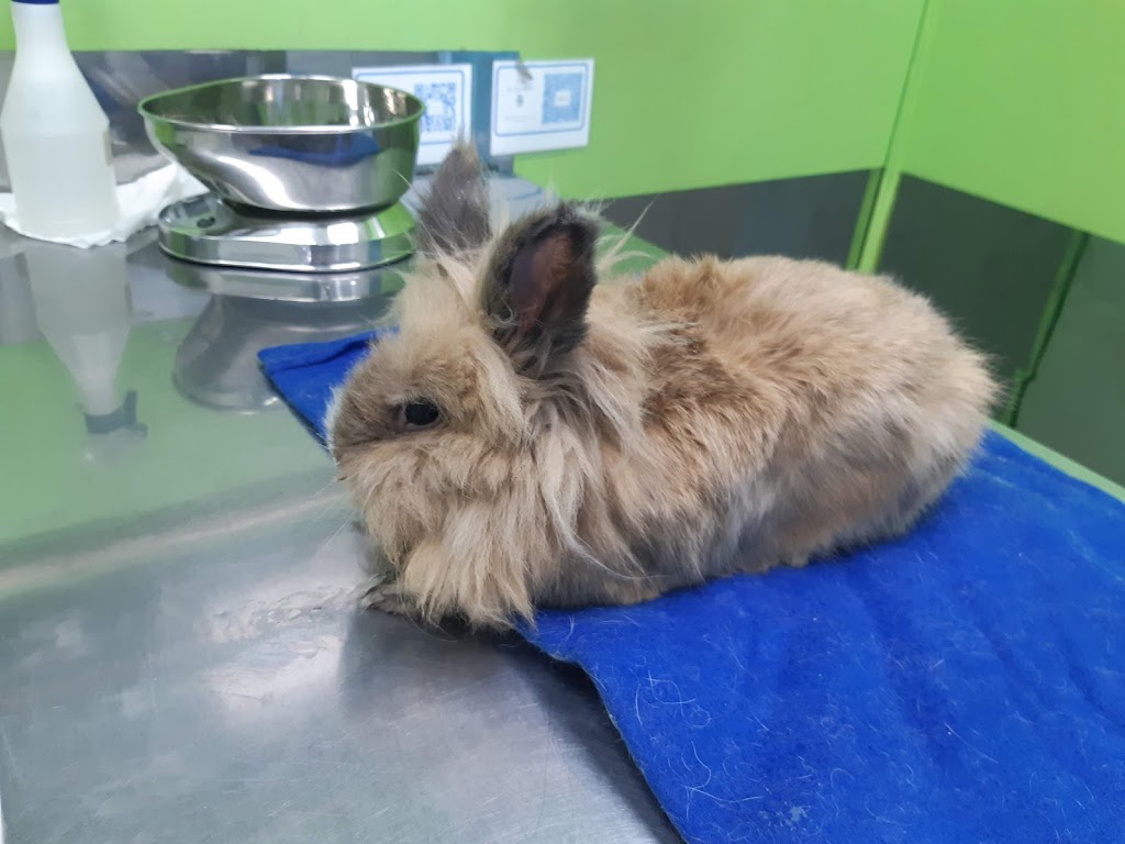 Conejo