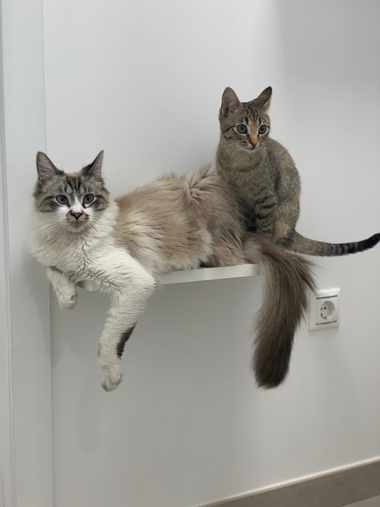 AgroPose Veterinaria — Del propietario