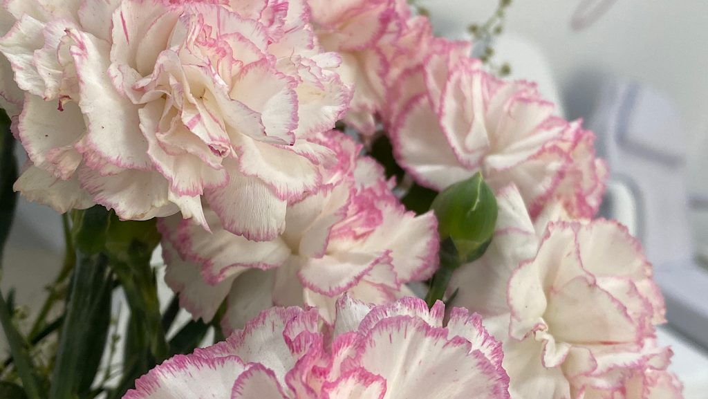 Academia Claumy Velazquez. Impartimos, Cursos presenciales y Online (Principiantes). Venta de productos.