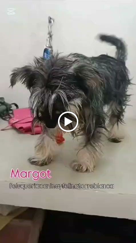 Clinica Veterinaria Torreblanca en Sant Joan Despi — Perro