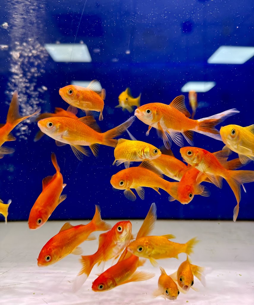Aquario