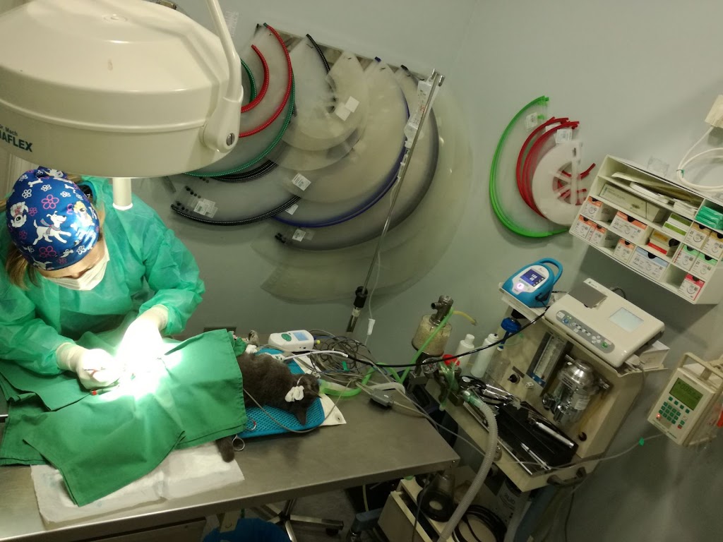 Clinica Veterinaria Urreta