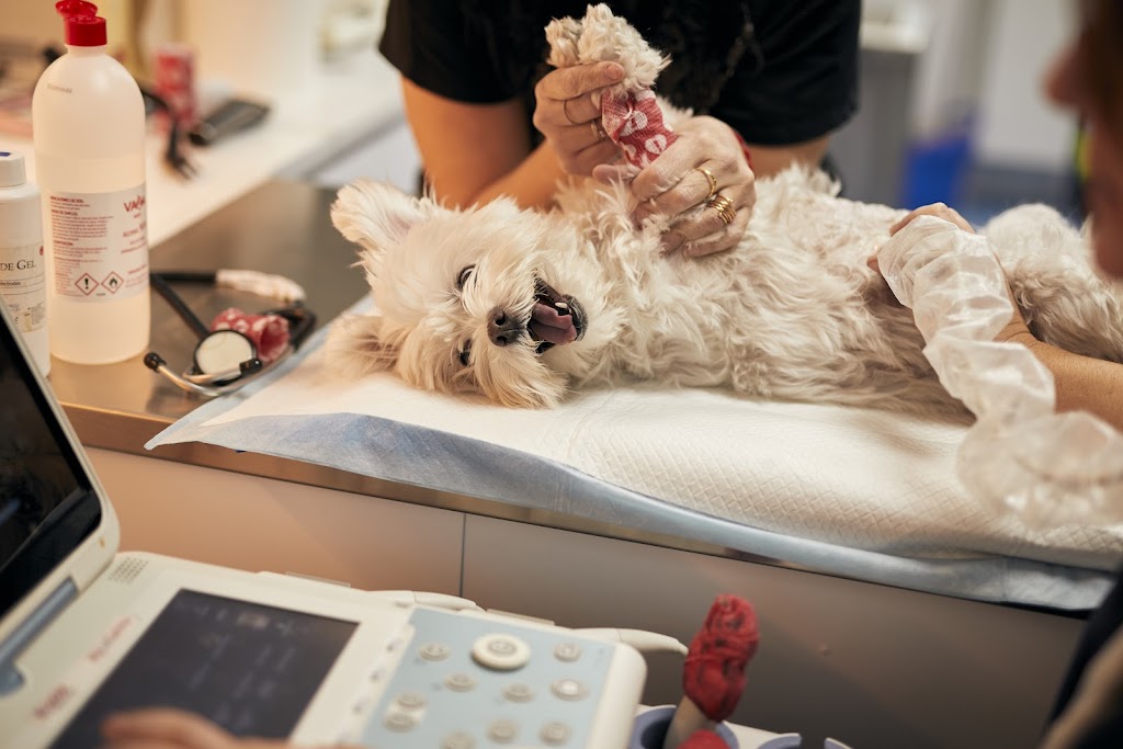 Hospital Veterinario Desvern