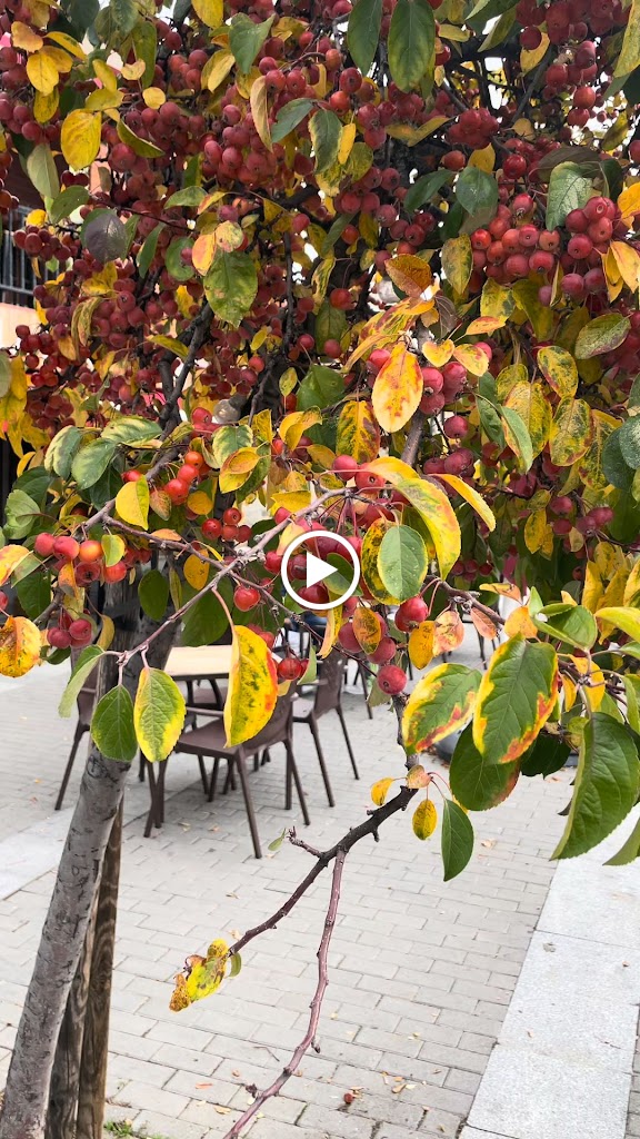 Meson La Fragua — Videos