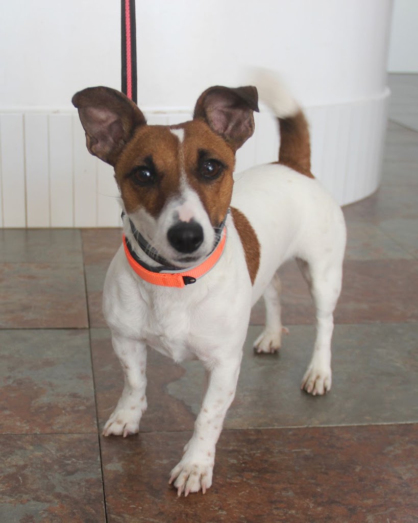 Su Veterinario Illescas — Perro