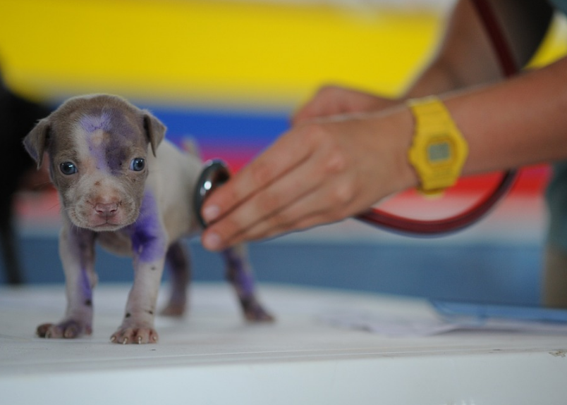 Perro