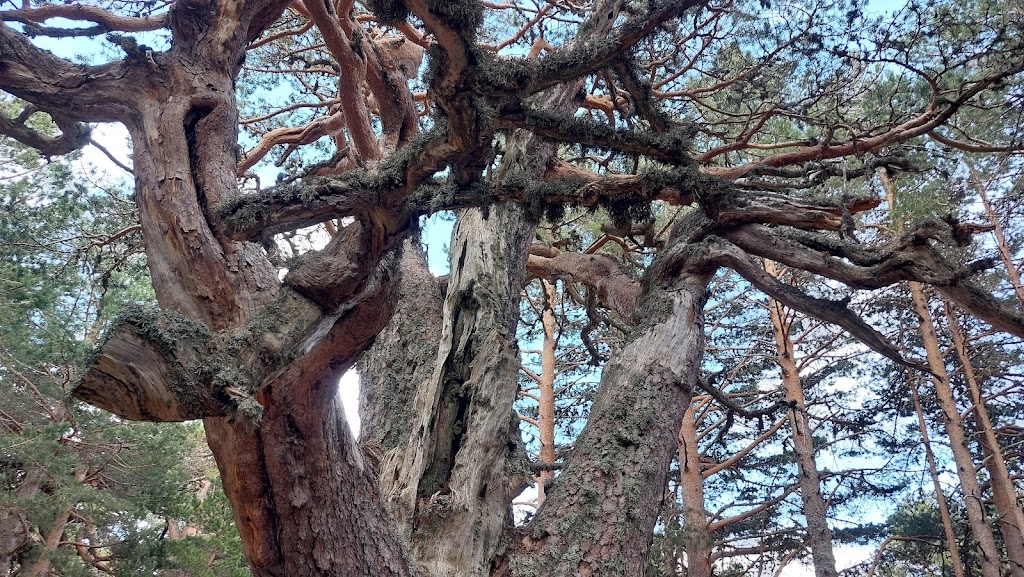 Senda de los abuelos del bosque.
