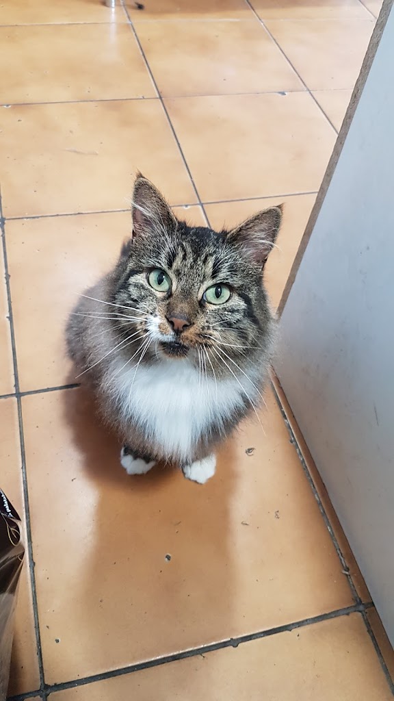 Gato
