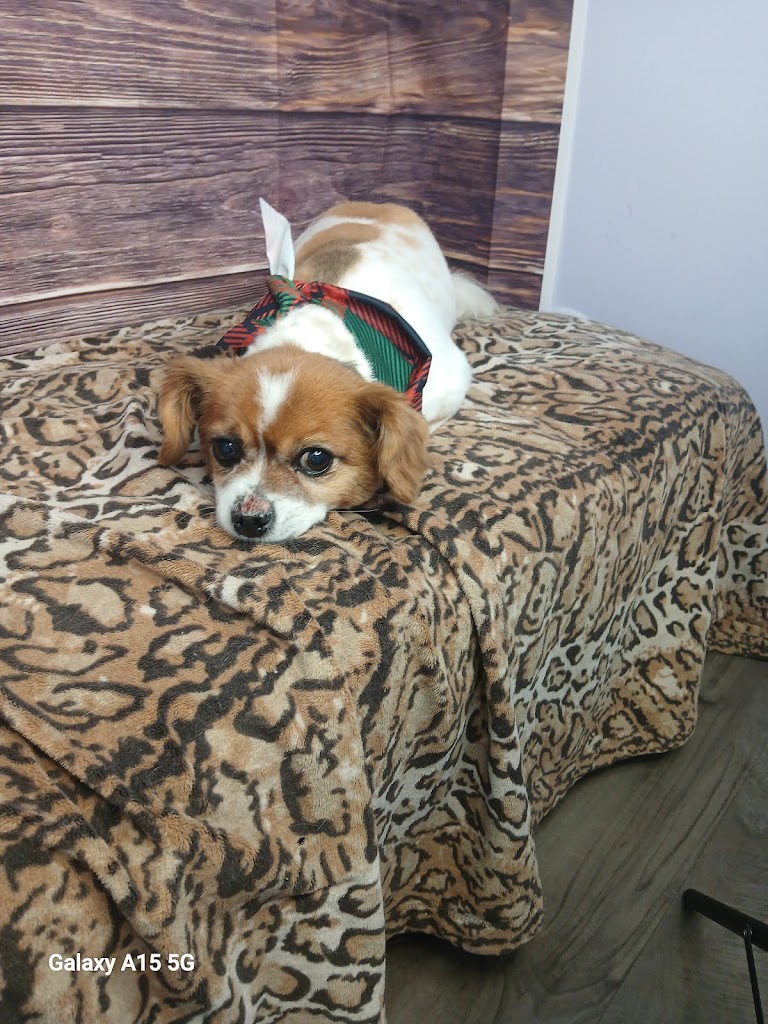 Styling to pawfection in West Jordan