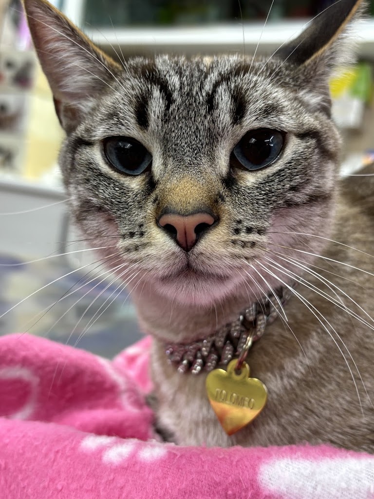 Clinica Veterinaria Casares — Gato