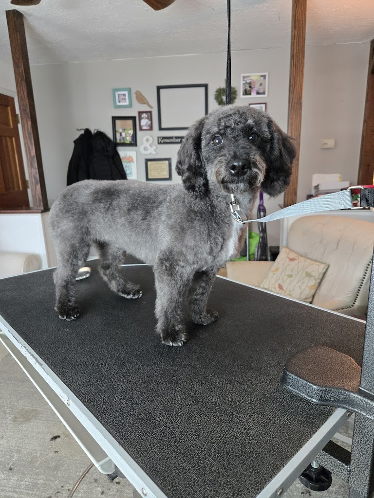 Pet groomer in Bountiful