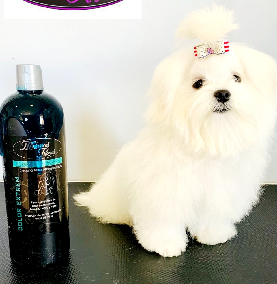 Clinica Veterinaria Megamascotas — Perro