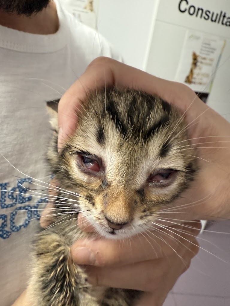 Centro Veterinario Ohana — Gato