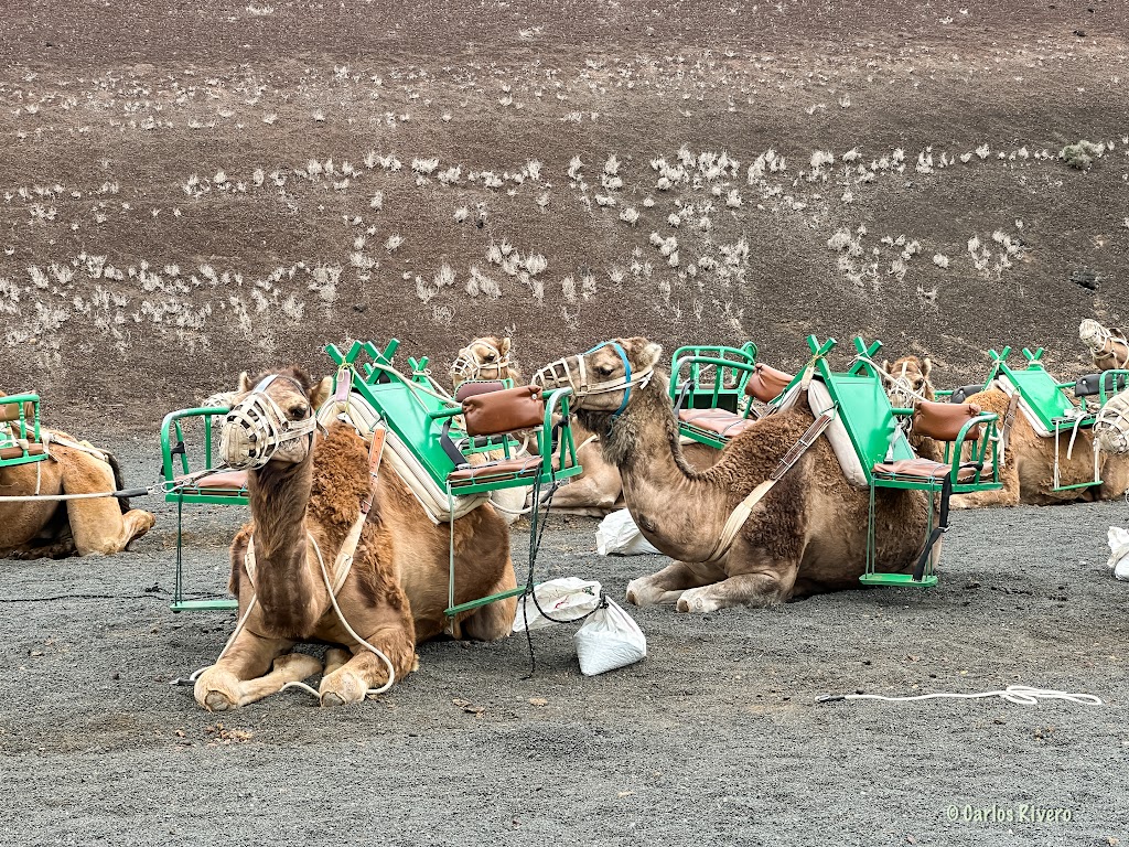 Echadero de Los Camellos