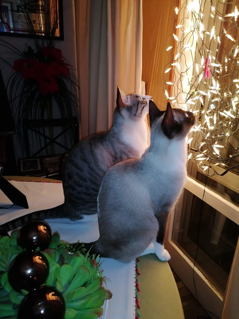 Gato