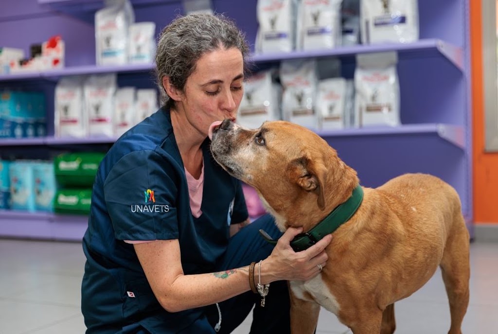 Hospital Veterinario A Media Lua — Perro
