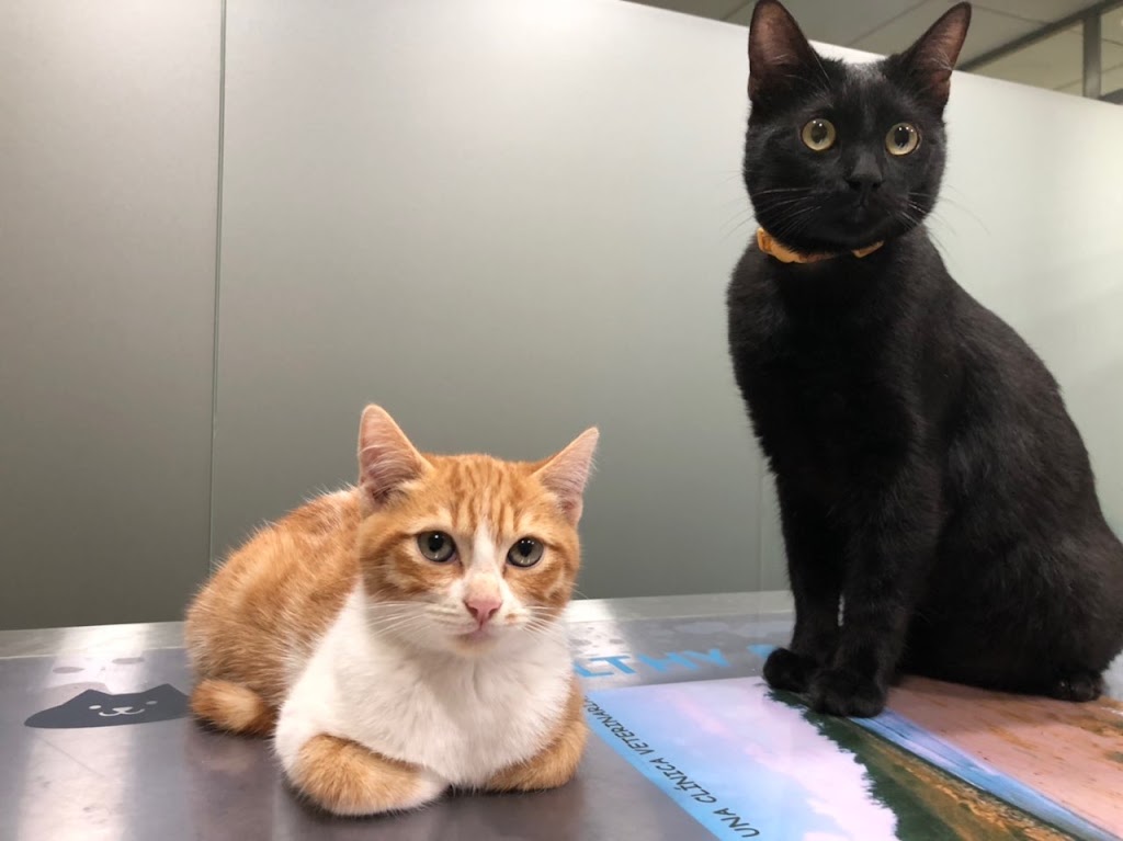 CENTRE VETERINARI URPES VET - Medicina felina, canina y de animales exoticos. — Gato